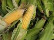 Green cobs of maize