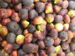 Ripe purple figs