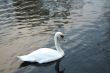 White swan swims