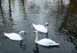 White swans swim