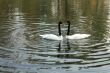 swans swim