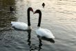 swans swim