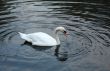 White swan swims