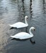 White swans swim
