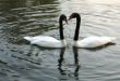 Two swans swim