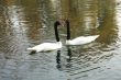 Two swans swim