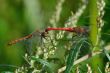 Two beautiful dragonfly