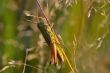 Beautiful little grasshopper
