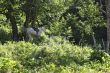 White horse riding in the green forest 