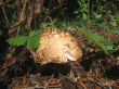 Yellow mushrooms growing on the fallen tree