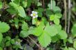 Wild strawberry blooming in the summer forest