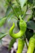 Hot green pepper growing. A new harvest