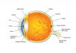Structure of human eye