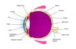 Structure of human eye two