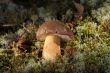 Cepe - Edible Mushroom