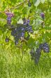 Grape