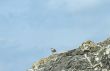 Seagull