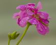 Geranium
