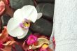 Orchid