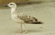 Seagull