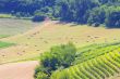 Road in the fields