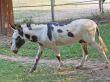 Donkey