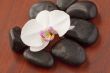 Orchid