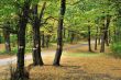 Road in autumn forest