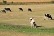 Cows on field