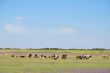 Cow on pasture