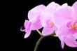 The beautiful orchid