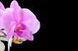 The beautiful orchid
