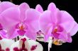 The beautiful orchid