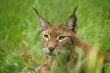 the lynx