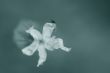 fly flower