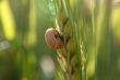 snail in the backlight
