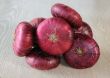 Crimean purple onion