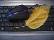 Yellow autumn leaf laying over keyboard of notebook