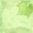 Green background for the photo book