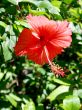 Hibiscus Flower. 