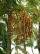 The fruits of the palm tree
