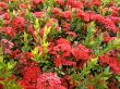 Red tropical flowers