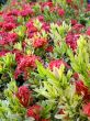 tropical flowers