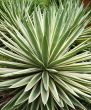 tropical plant aloe,    