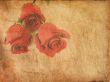 Grunge paper with red roses    