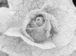 rose with cracks. 