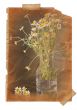 Camomile.  Page with vintage effect