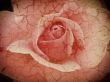 vintage cracked rose