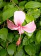Pink hibiscus flower