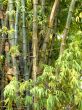 bamboo trees